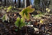28 Estese fioriture di Rose di Natale -Ellebori (Helleborus niger)